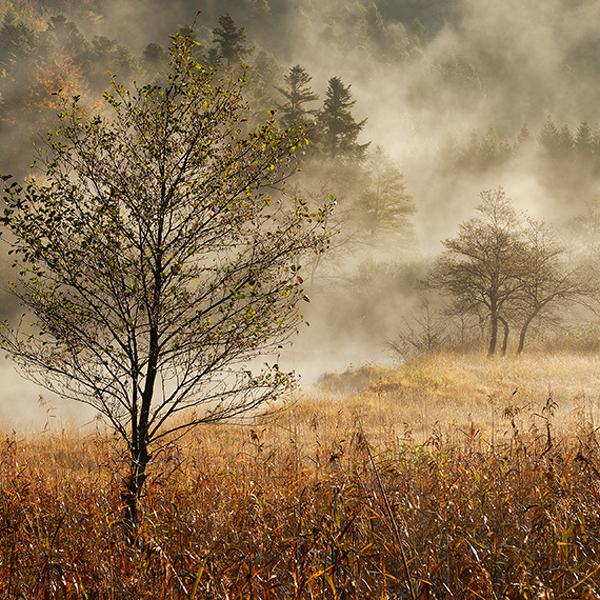&Agrave; Pas Feutr&eacute;s S'esquive La Brume &hellip; by Agn&egrave;s Hoclet Zorgani