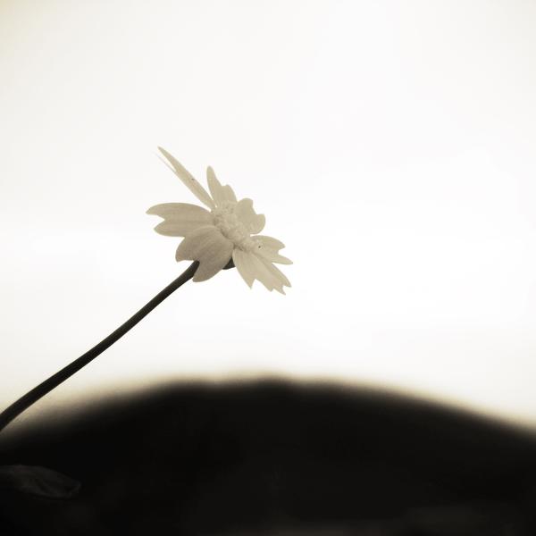 Img_1772 by Hassan Jaber
