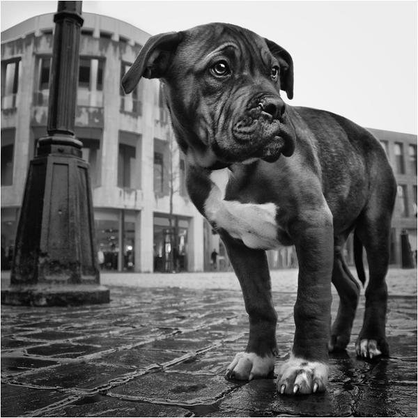 Baby dog by Philippe Debooser