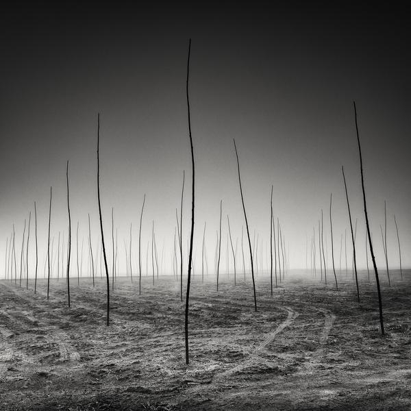 New Generations Are Growing by Pierre Pellegrini