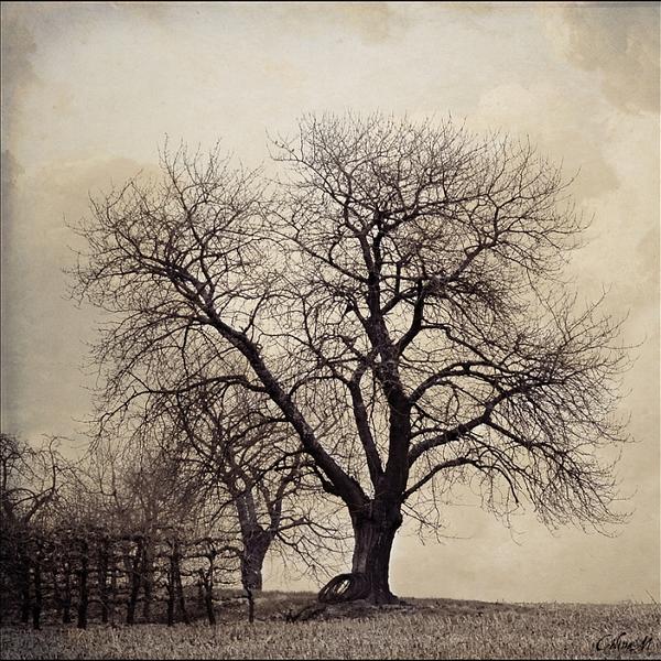 Les Contes De L'arbre Fou by C&eacute;line M