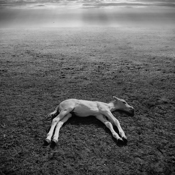 Siesta by Dariusz Klimczak