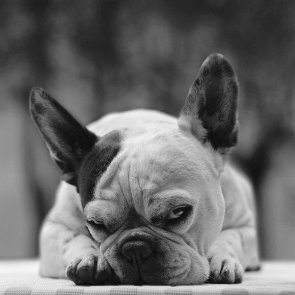 Look Dog by Dariusz Klimczak