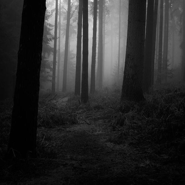New Forest Trees by David Baker