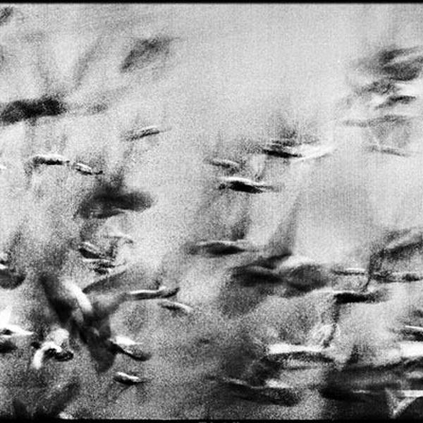 Untitled by Virginia Fragiacomo