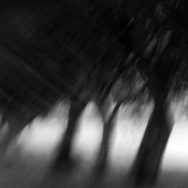 A Hallucination Of Salty Trees by Vangelis Bagiatis