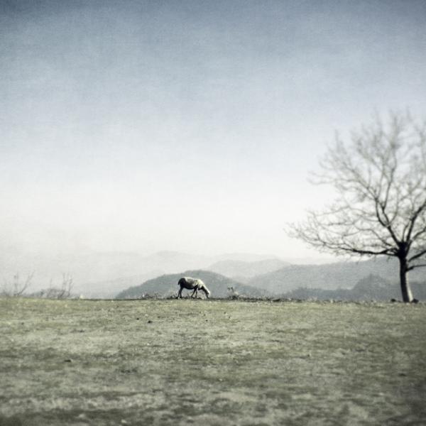 The Weeping Meadow by Vangelis Bagiatis
