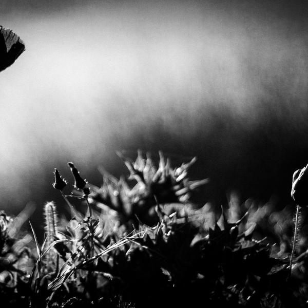 Who's Looking At You by Vangelis Bagiatis