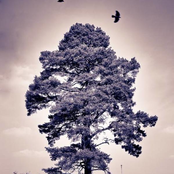 Birds In The Storm by Claire H&eacute;bert