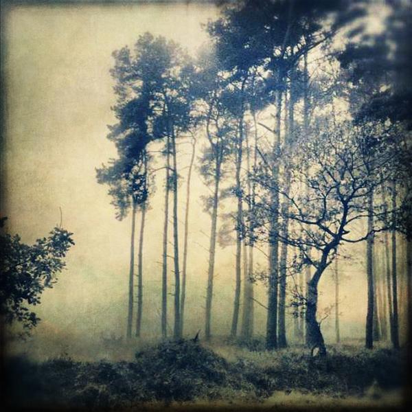 autumn trees by Ramona G