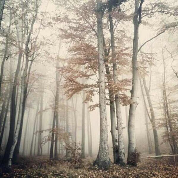 A U T U M N *** D A Y by Ramona G