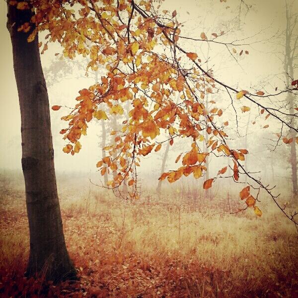 A U T U M N *** D A Y *** 2 by Ramona G