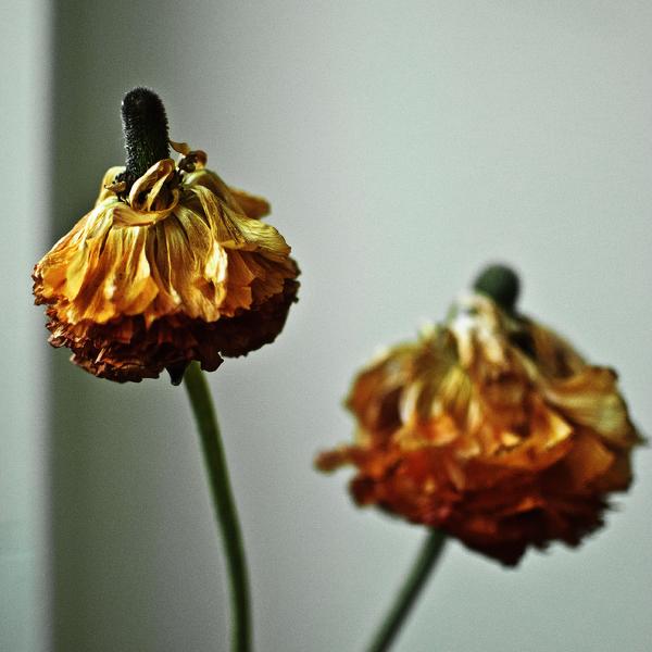 For Robert by Tabea Borchardt