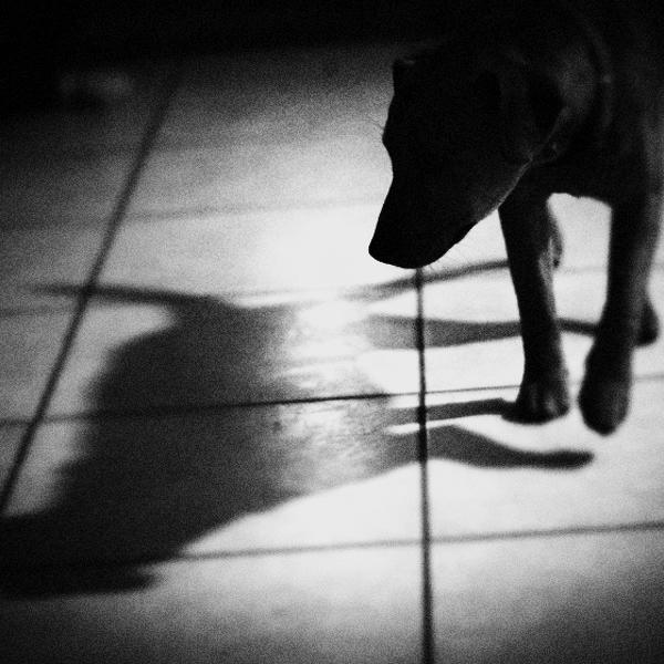 Exceed Your Shadow by Andrea Black