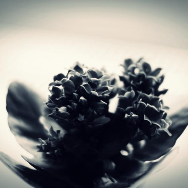 Callanchoe by Andrea Black