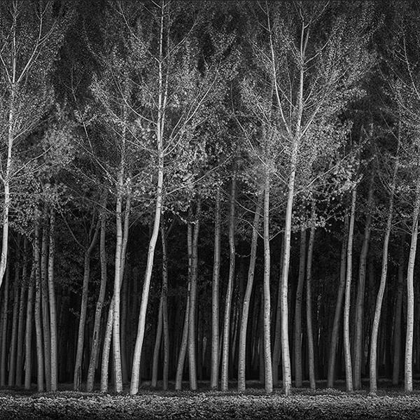 The Heliades - I by Luca Cesari