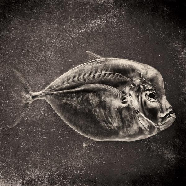 Fish by David Pair&eacute;