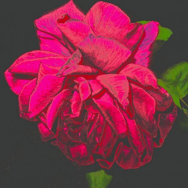 The Ultimate Rose by Joyce Dickens