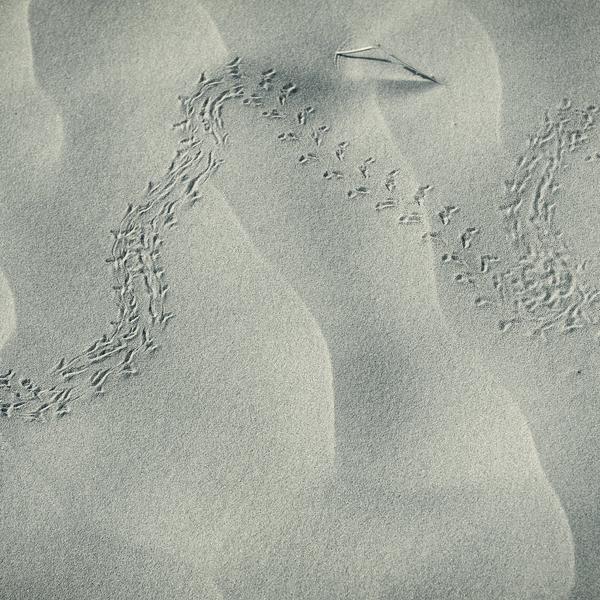 The Sense Of Life by Alessandro Rovelli