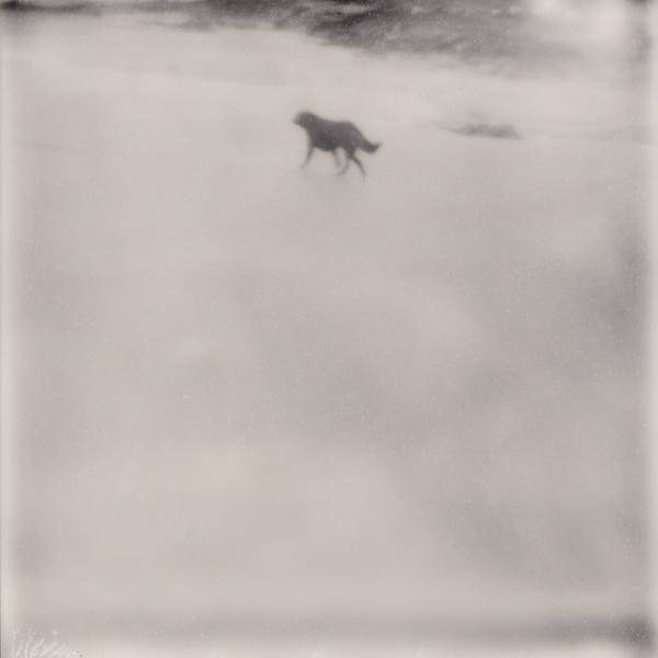 Alpha Dog by Sabrina Lesert