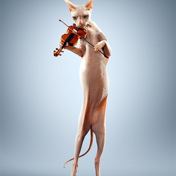Just A Cat Playing The Violin by Alexey Sovertkov