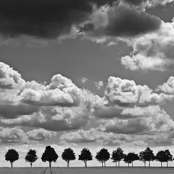 Les Arbres by Eddie Duquenne