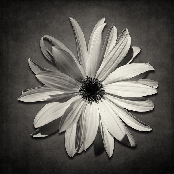 Fleur De Tournesol by Eddie Duquenne