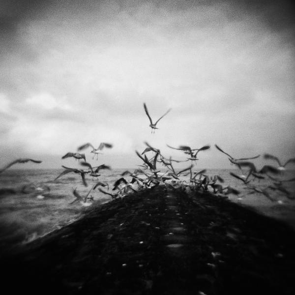 Life And Flight by Sofiya Petkova