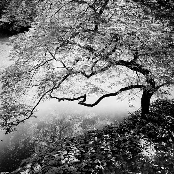 Evanescence by Ossiane