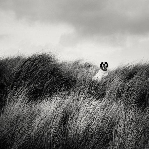 Guard by Rafal Krol