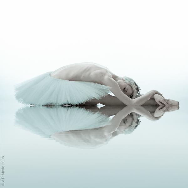 Swan by Andrea Paolini Merlo