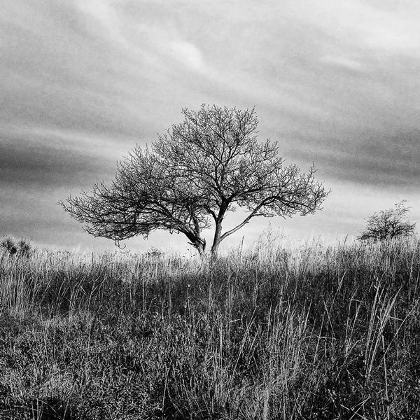 Un Arbre En Hiver by Bragina Irina