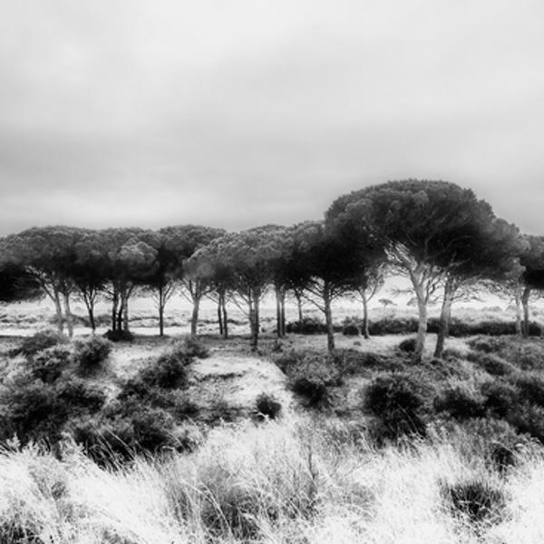 Small Forest by Juan Marín Gómez