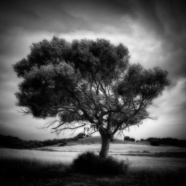 The Tree With The Head Of A Bull by Juan Marín Gómez