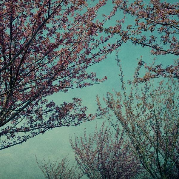 Pink Blossom by Adeline Spengler