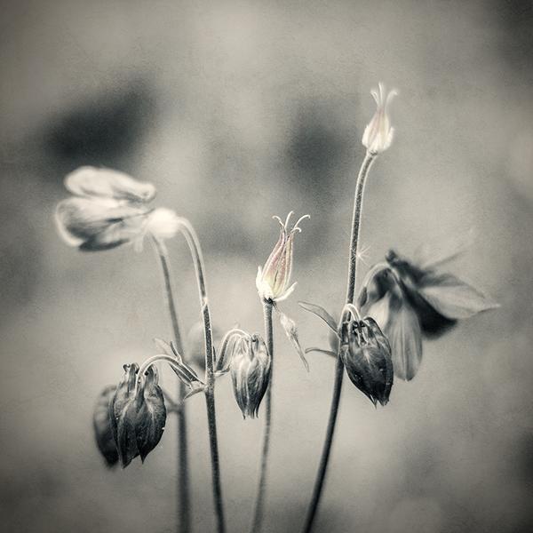 With A Subtle Hint Of Colour Iv by Gittan Beheydt
