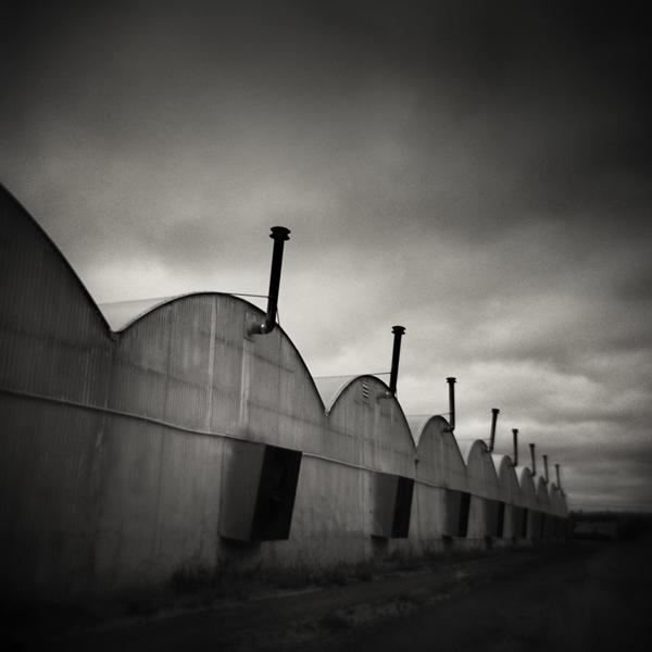 G M O by S (maxx) Landeros