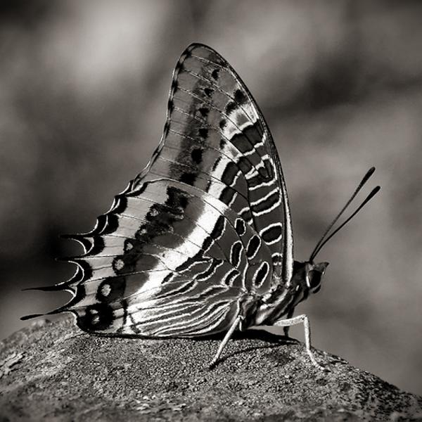 Butterfly Arbutus par Fernando Alves