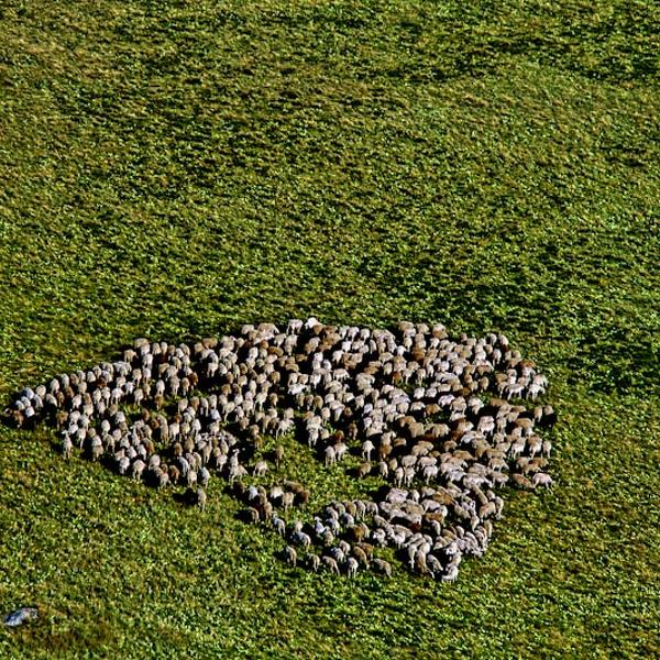 Troupeau De Moutons Sous Les Roches Des Demoiselles by R&eacute;mi Bridot