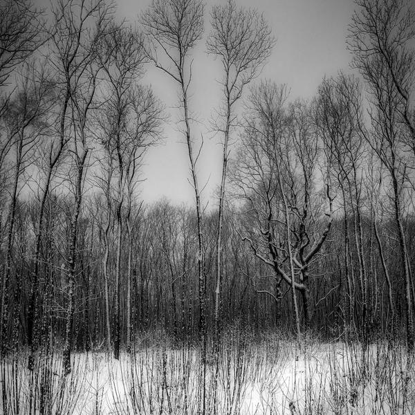 La Foret De Montmorency En Hiver by R&eacute;mi Bridot