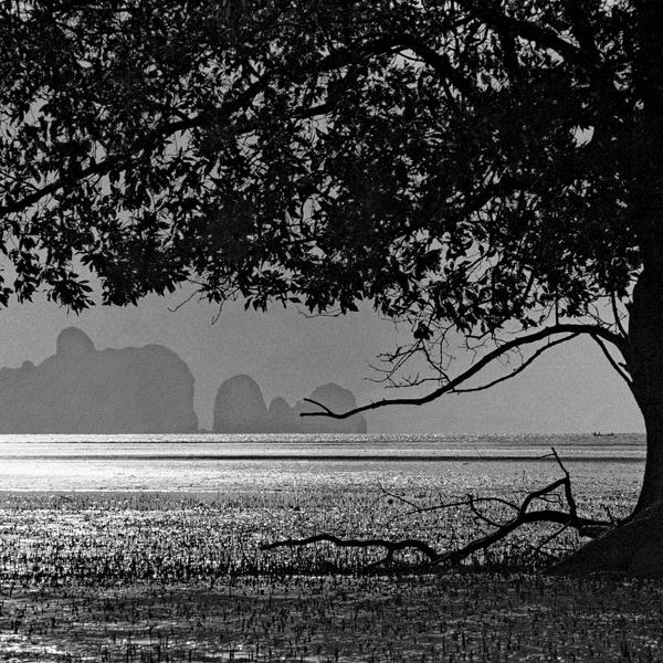 Tree On Krabi Beach by R&eacute;mi Bridot