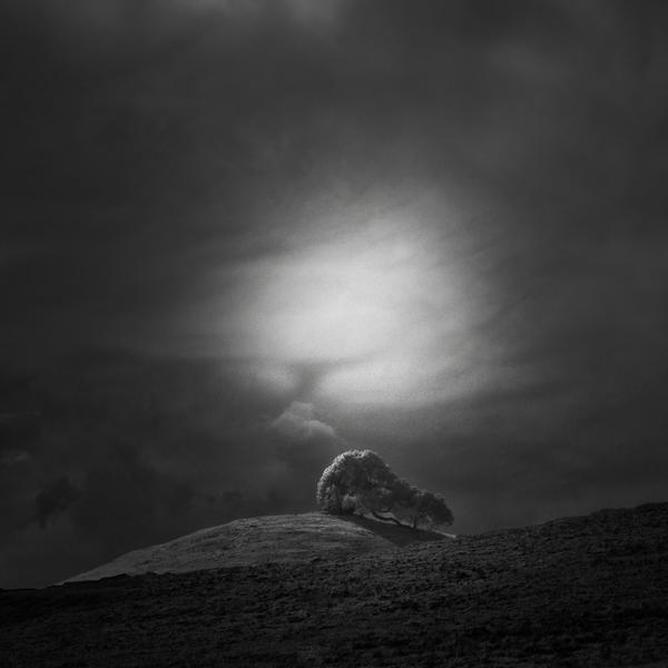 Two Trees On Hill - Study Number 3 by Nathan Wirth