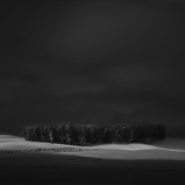 Sonoma Trees - Study Number 3 by Nathan Wirth