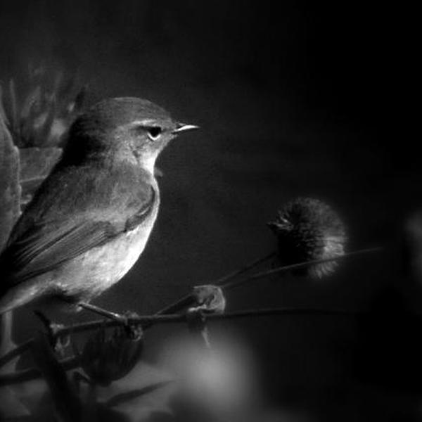 A Little Heat For Birds by Said