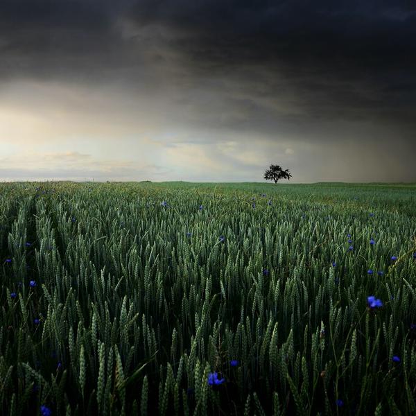 Little Blue Stars by Egon Kronschnabel