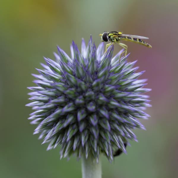 On My Lonely Planet by Bruno Gaudoneix