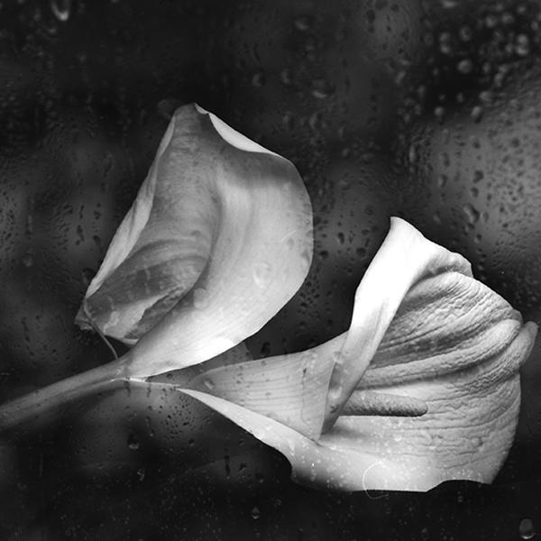 Calla's by Ksenija Spanec