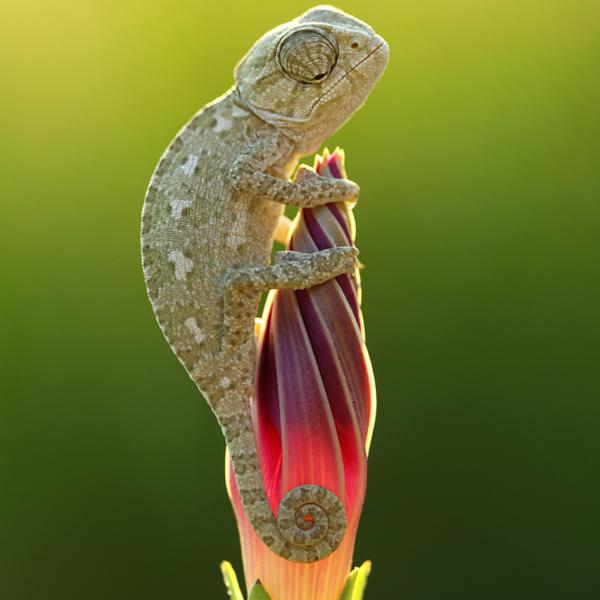 lovely dinosaur by Mehmet Karaca