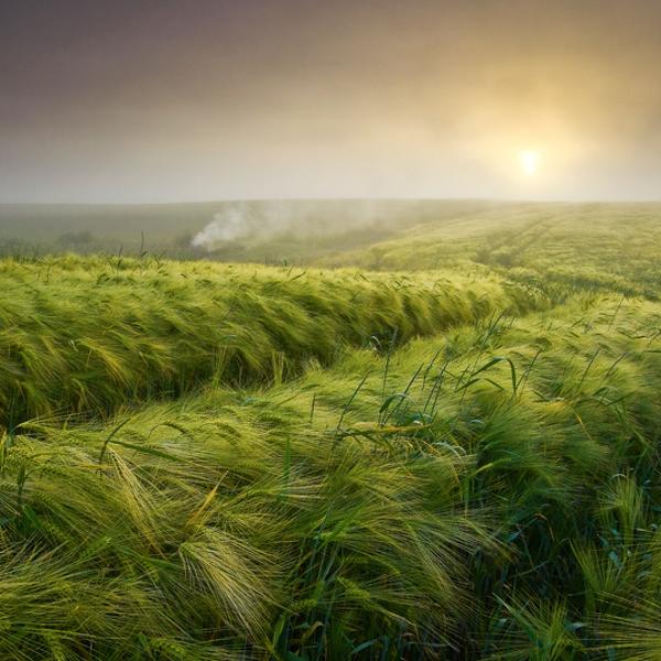 June by Leszek Paradowski