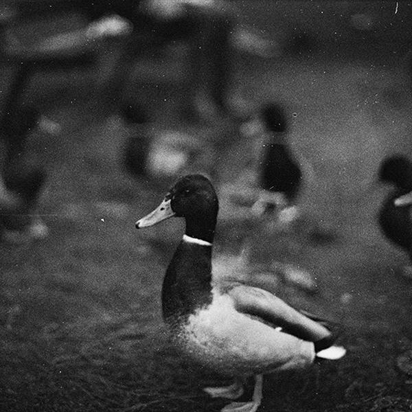Ducks 1 by Matthew Meredith
